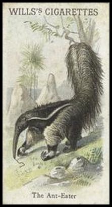 00WA Anteater.jpg